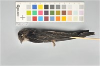 藏品(小雨燕)的圖片